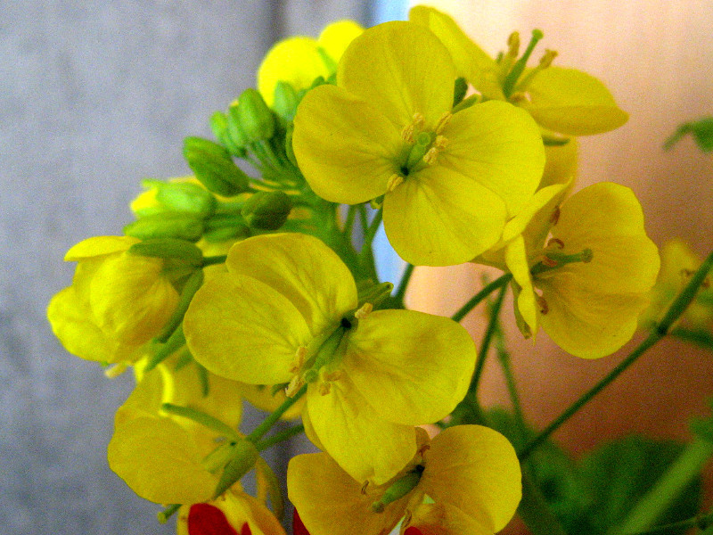 南房総の花1　菜の花（Brassica rapa L. var. nippo-oleifera）