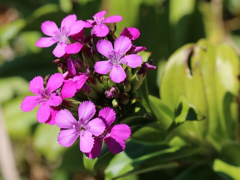 ハマナデシコ Dianthus Japonicus かぎけん花図鑑