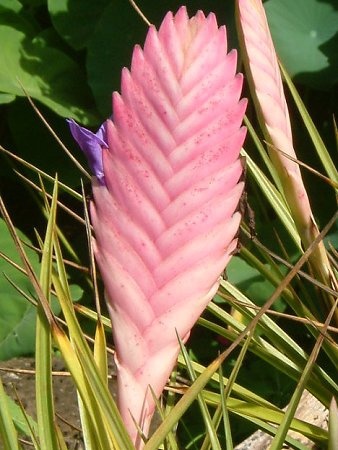 Tillandsia lindenii