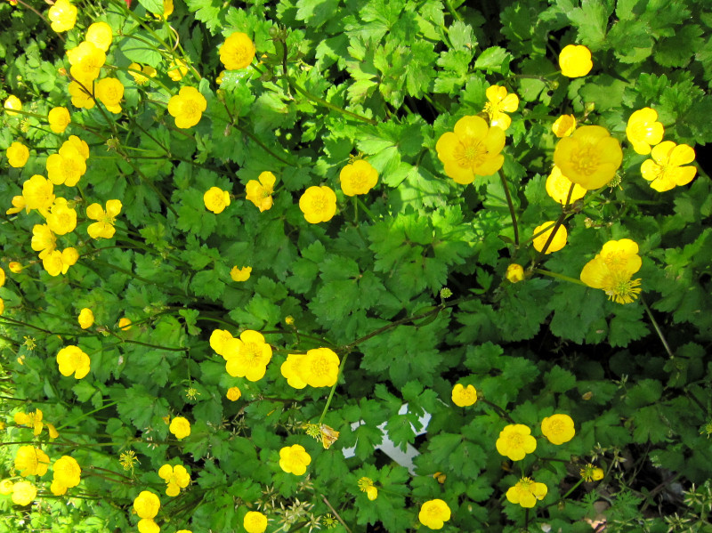 ハイキンポウゲ | Ranunculus repens | かぎけん花図鑑