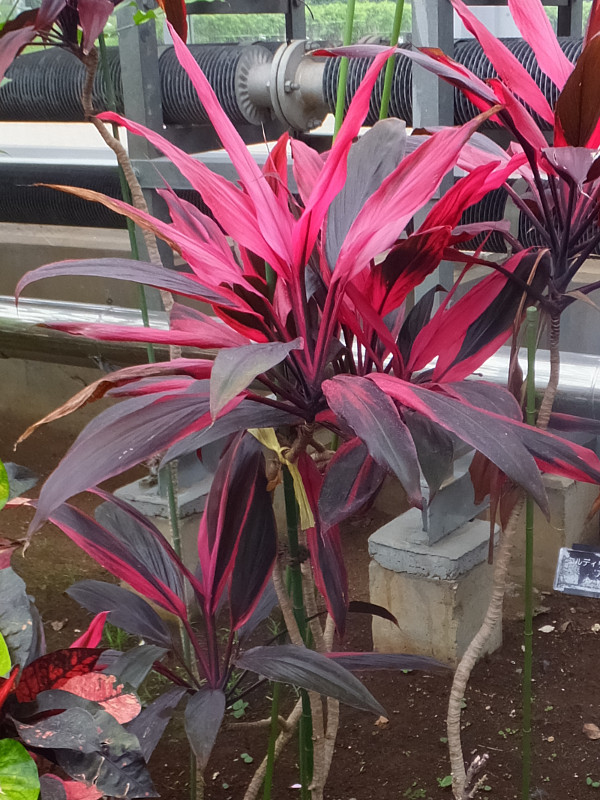 アイチアカ Cordyline Fruticosa Aichiaka かぎけん花図鑑