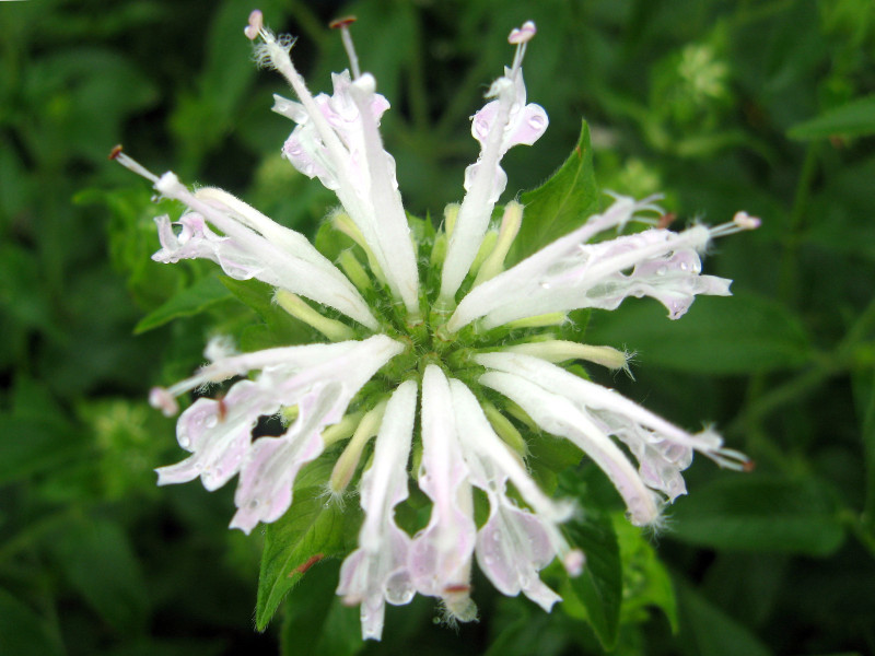 ベルガモット Monarda Didyma かぎけん花図鑑