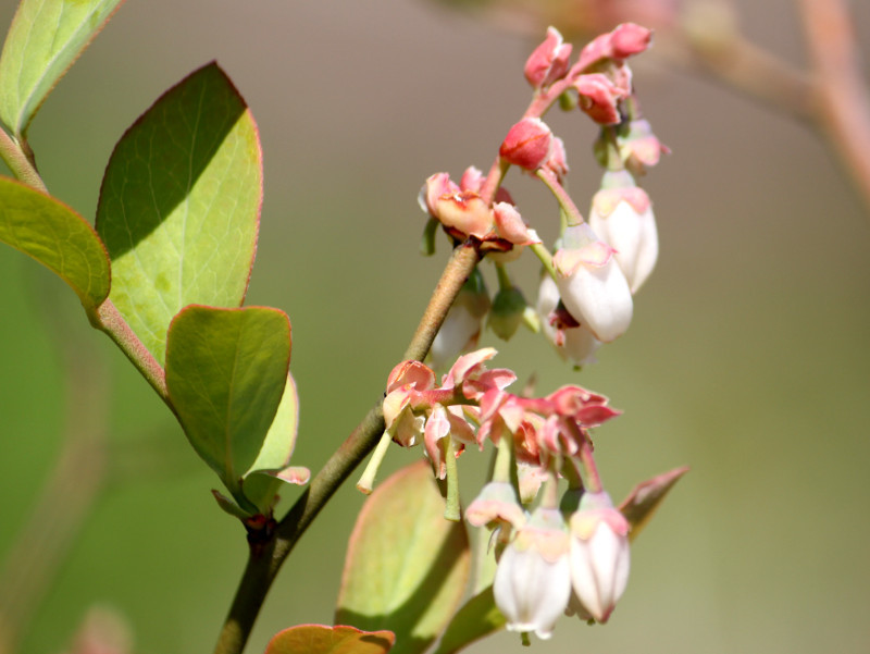 ブルーベリー Vaccinium かぎけん花図鑑