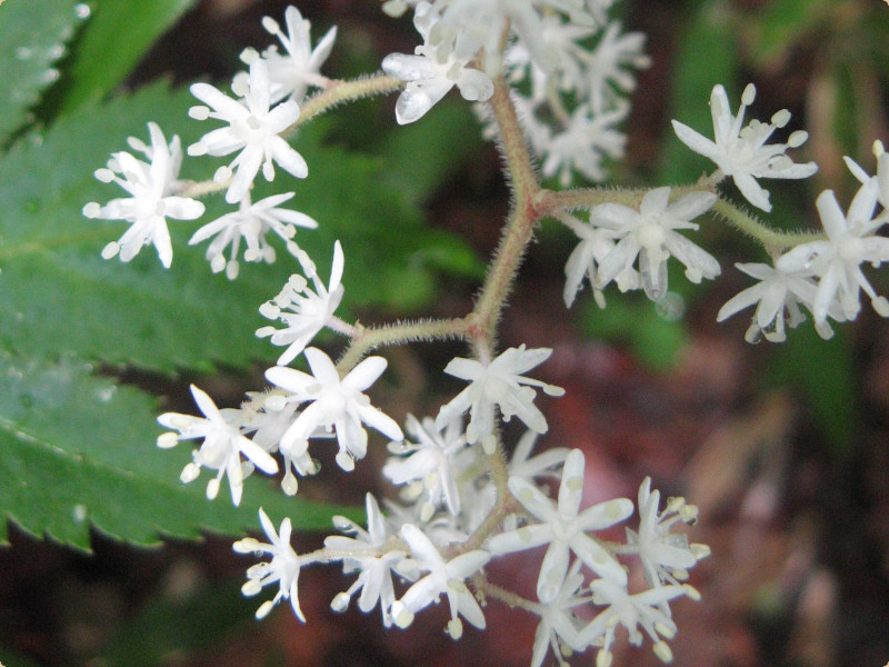 Maianthemum robustum