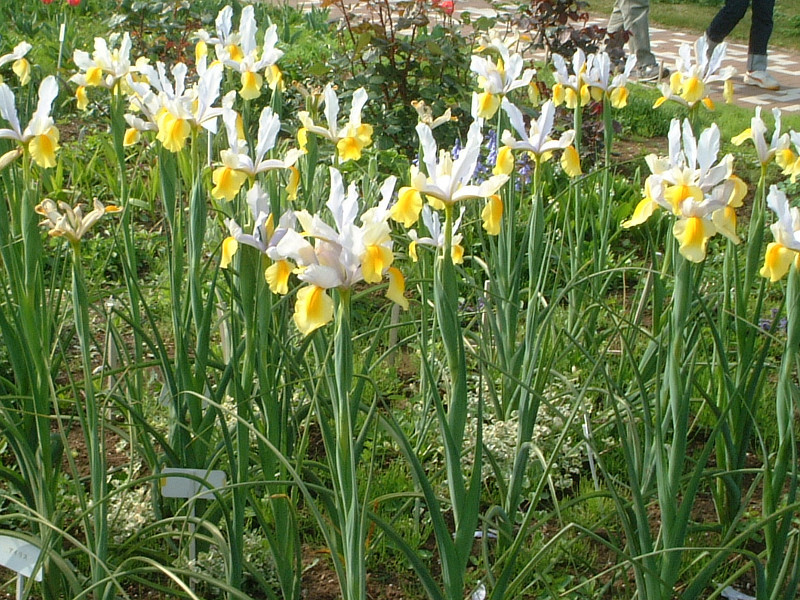 ダッチ アイリス Iris Hollandica かぎけん花図鑑