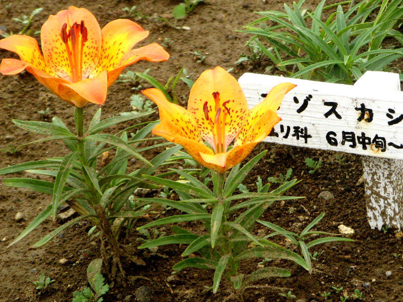 エゾスカシユリ Lilium Pensyvanicum かぎけん花図鑑