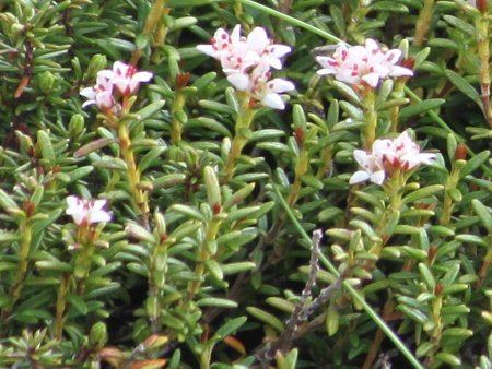 Kalmia procumbens