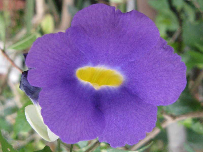 Thunbergia vogeliana