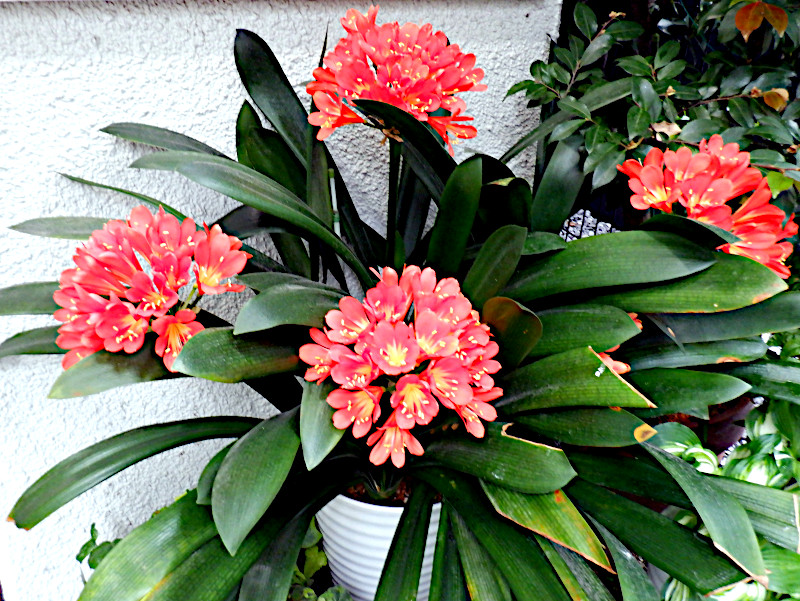 Clivia