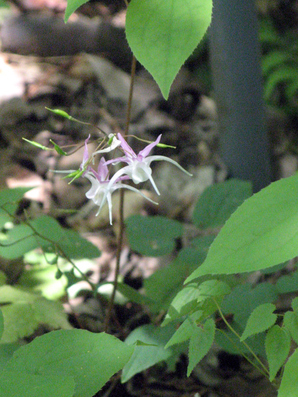 Horny goatweed