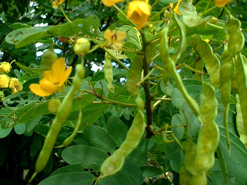 ハナセンナ Senna Corymbosa かぎけん花図鑑