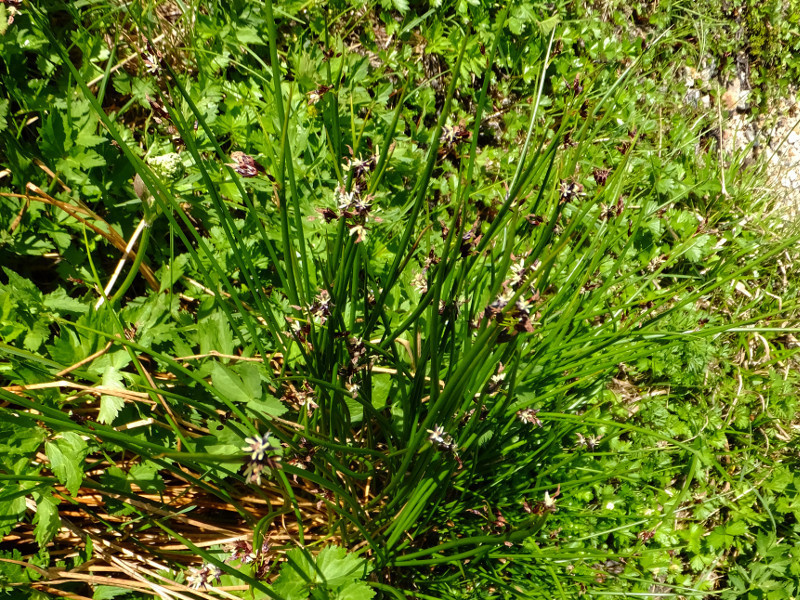 Juncus beringensis