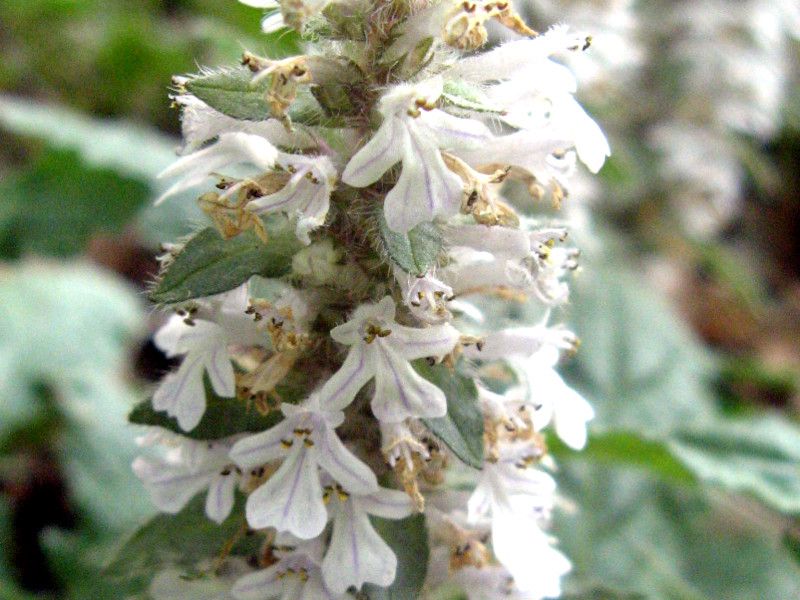 ジュウニヒトエ Ajuga Nipponensis かぎけん花図鑑