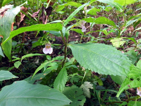 Impatiens hypophylla