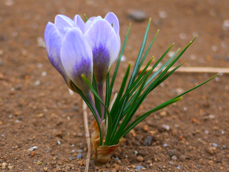 クロッカス Crocus かぎけん花図鑑