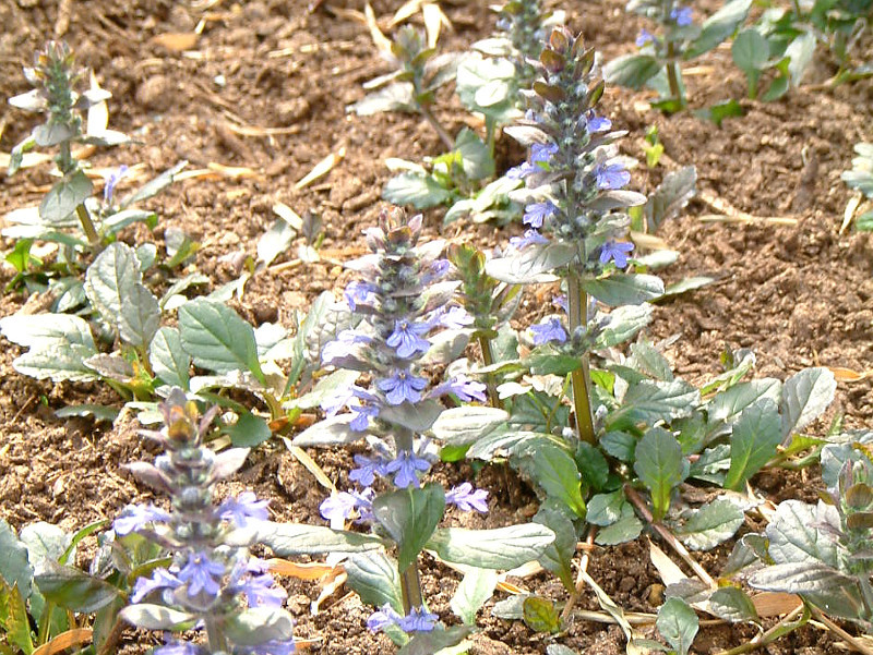 アジュガ Ajuga Reptans かぎけん花図鑑