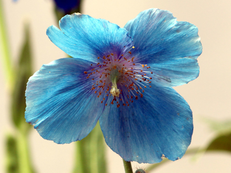 Meconopsis grandis