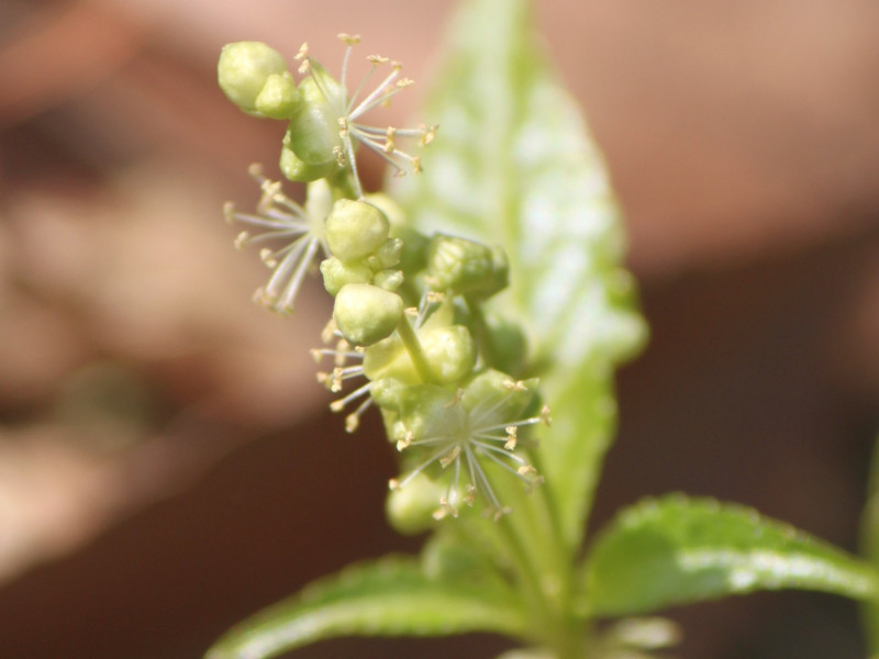 Mercurialis leiocarpa