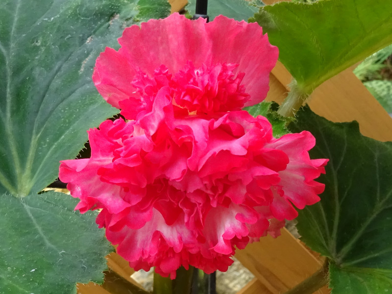 Begonia tuberhybrida 'Pink Marginata' | Begonia x | Flower Database