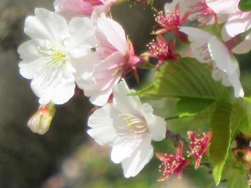 桜シリーズ30.西宮権現平桜