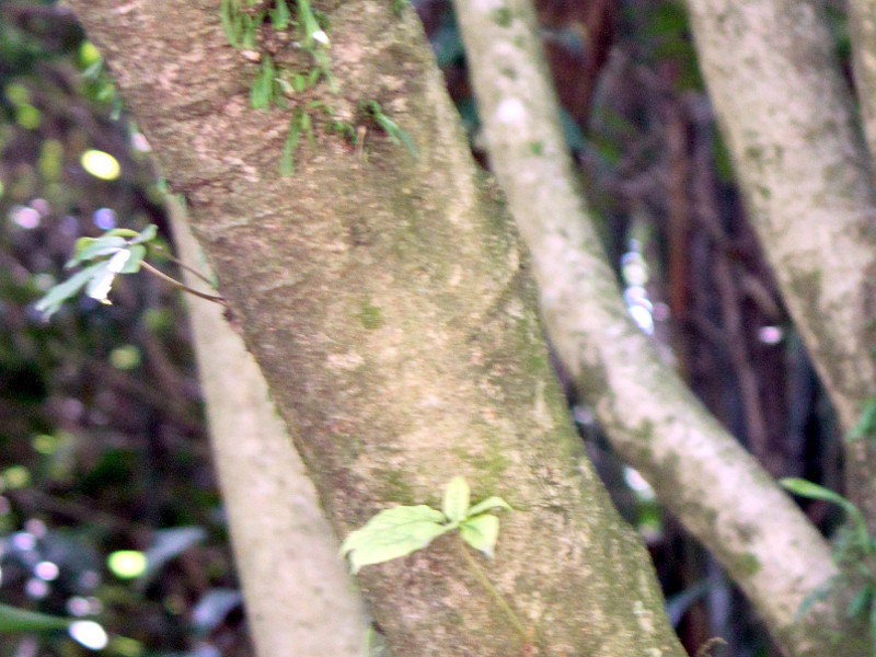 Schefflera octophylla