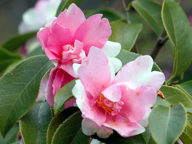 Camellia 