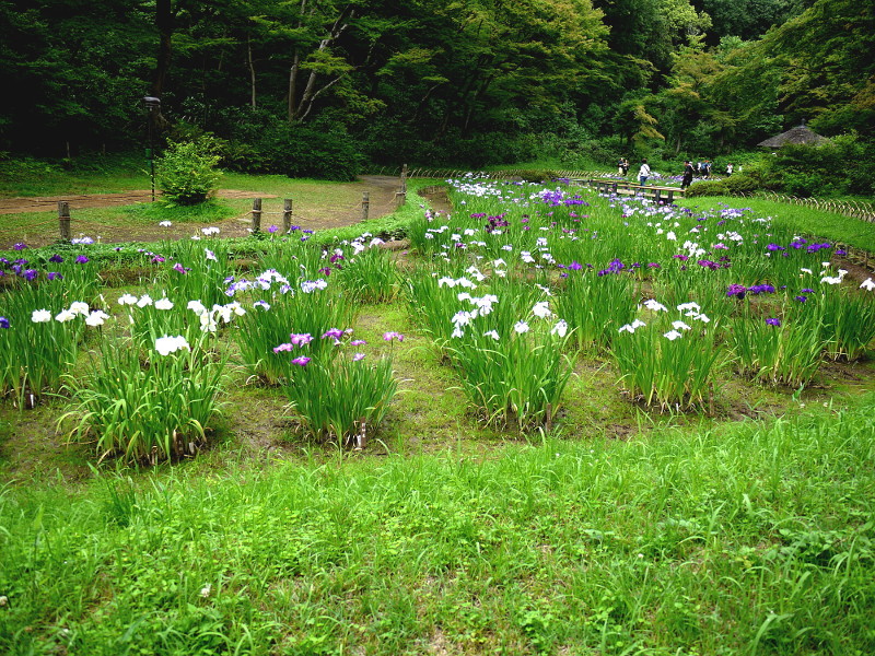 ハナショウブ