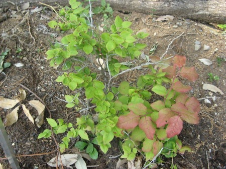 Vaccinium japonicum