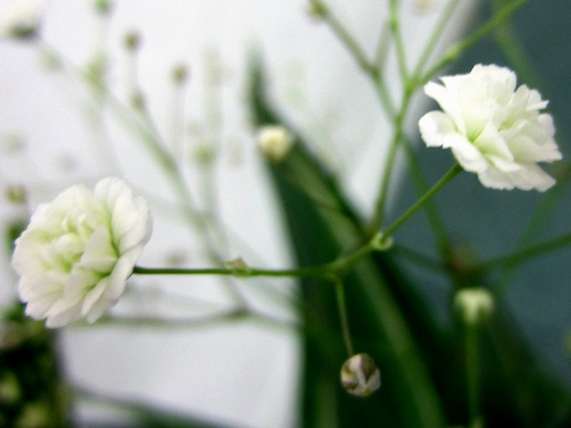 缕丝花 Gypsophila Spp 科技研花图画书