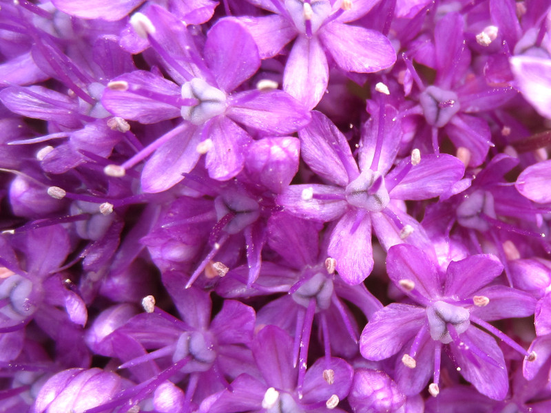 アリウム ギガンテウム Allium Giganteum かぎけん花図鑑