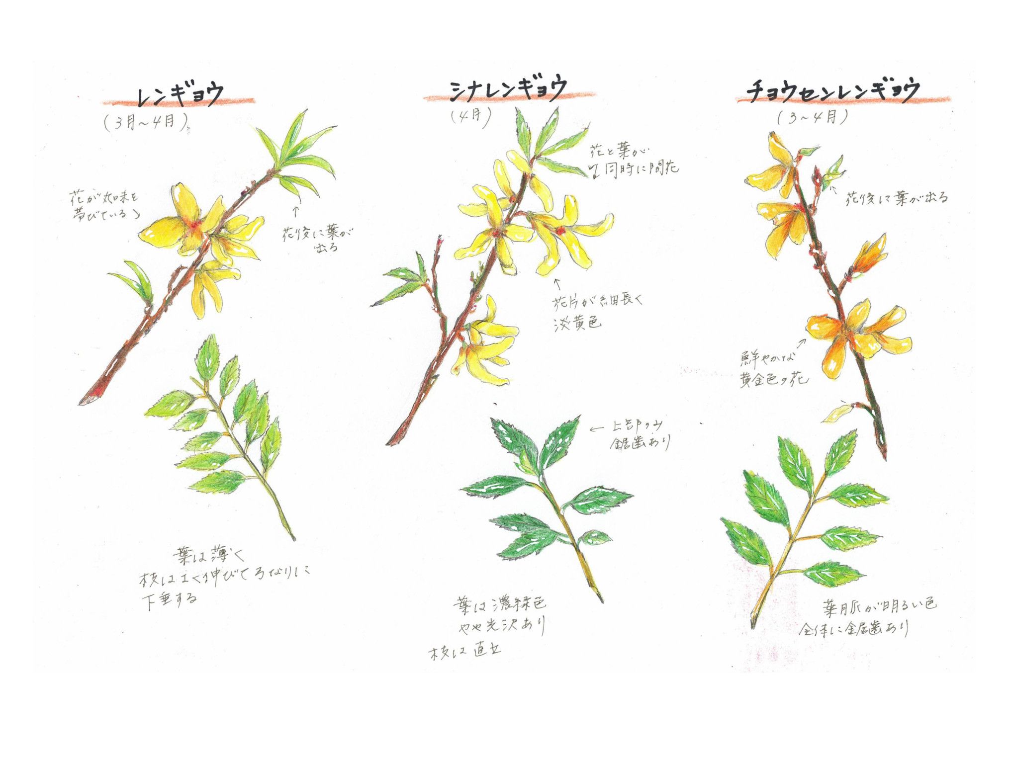 Korean Forsythia