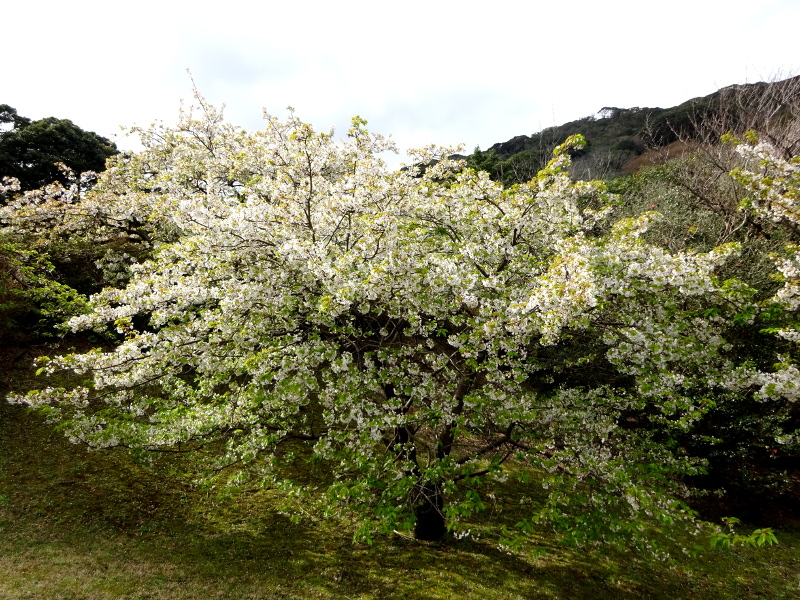 寒咲大岛