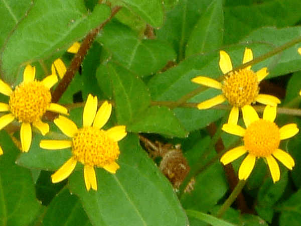 Spilanthes americana