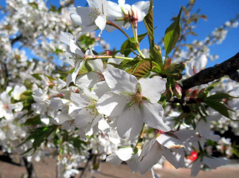 Oshima-zakura