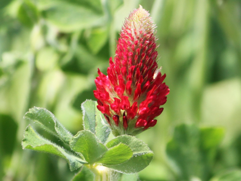 ストロベリー キャンドル Trifolium Incarnatum かぎけん花図鑑