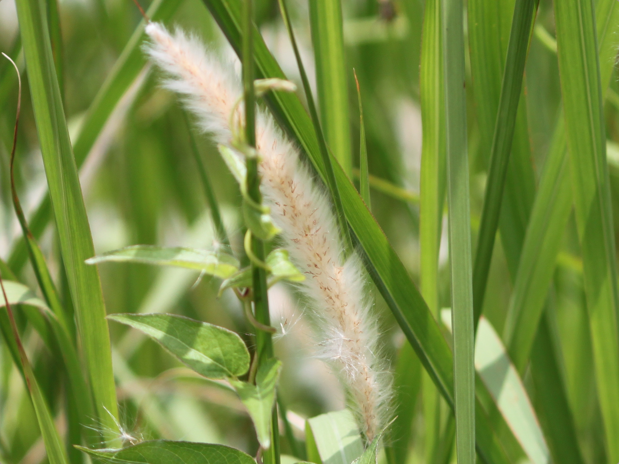 Imperata cyindrica