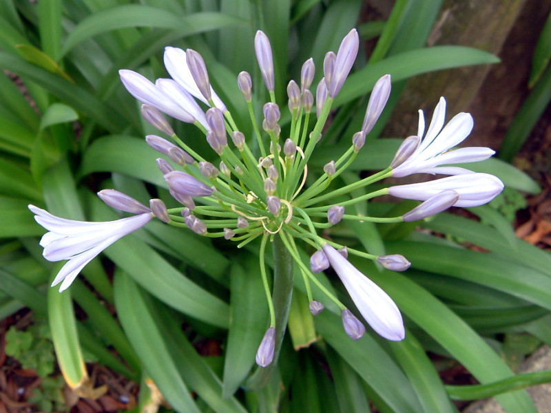 Agapanthus