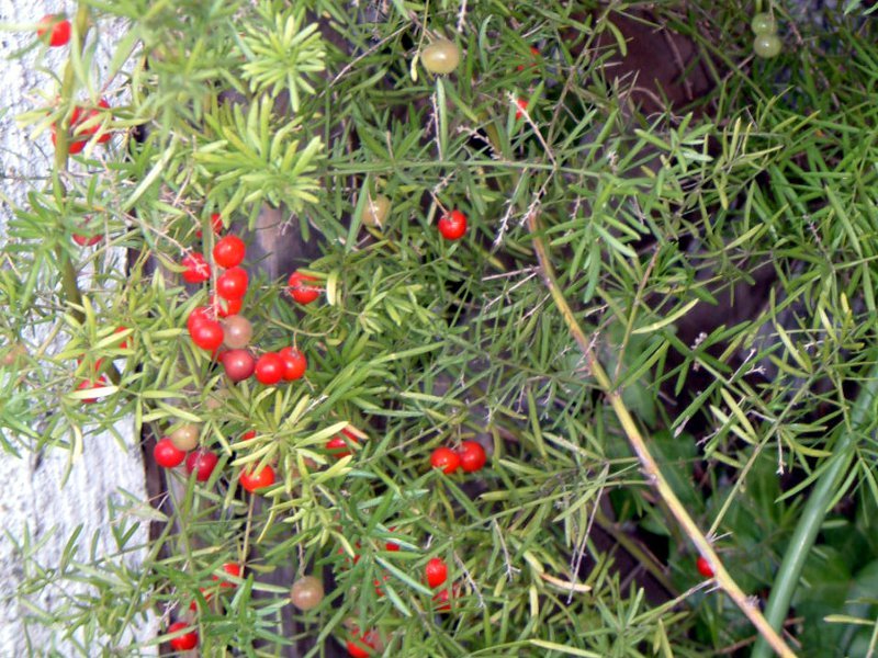 Asparagus fern