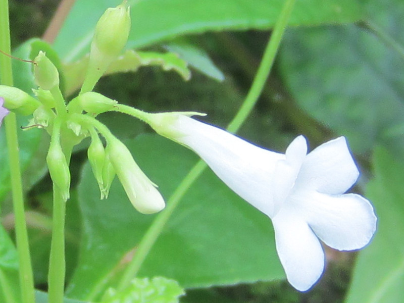 白花粉红四蕊花