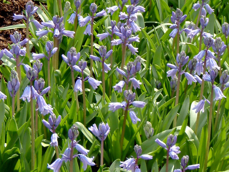 西班牙蓝铃花 Hyacinthoides Hispanica 科技研花图画书