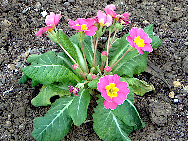 税込新品 tocca PRIMULA POLYANTHA プリムラポリアンサ