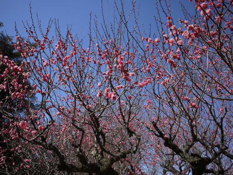 梅花 '寒紅梅'