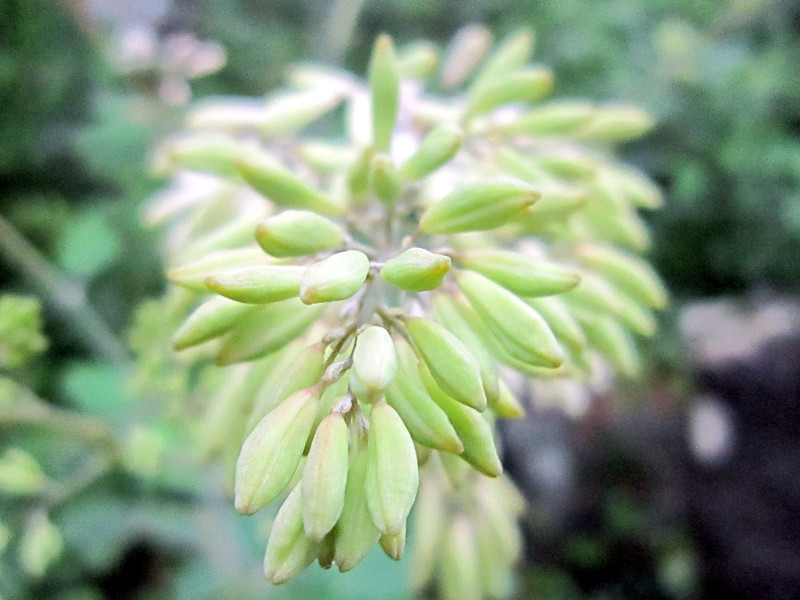 Macleaya cordata