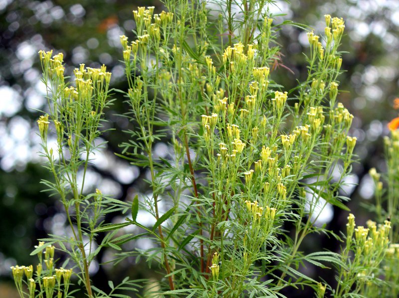 Image of Tagetes minuta plant with green fruits