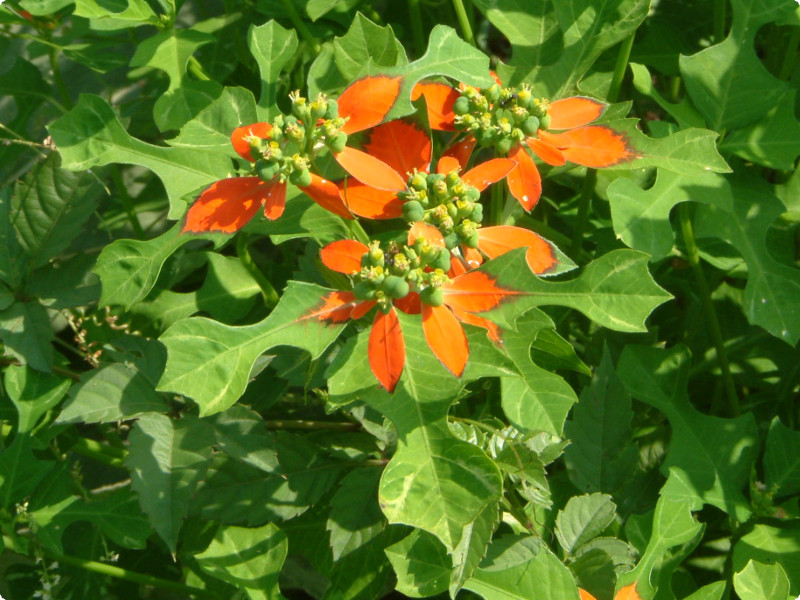 Euphorbia cyathophora