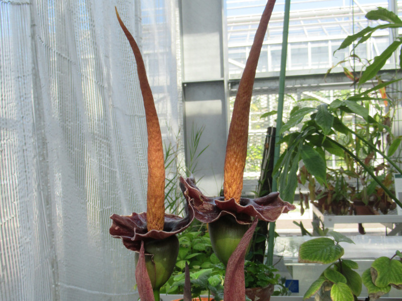 Amorphophallus johnsonii