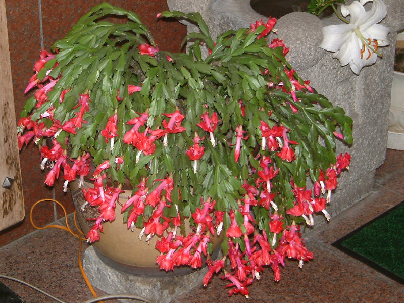 シャコバサボテン Schlumbergera Truncata かぎけん花図鑑