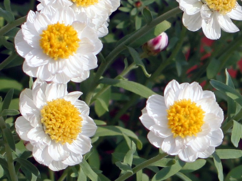 Rhodanthe chlorocephala