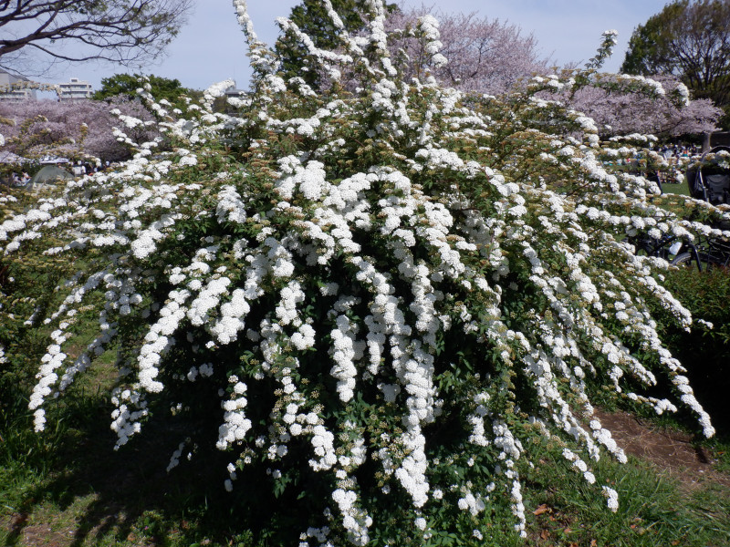 木場公園の花4 コデマリ（小手毬）