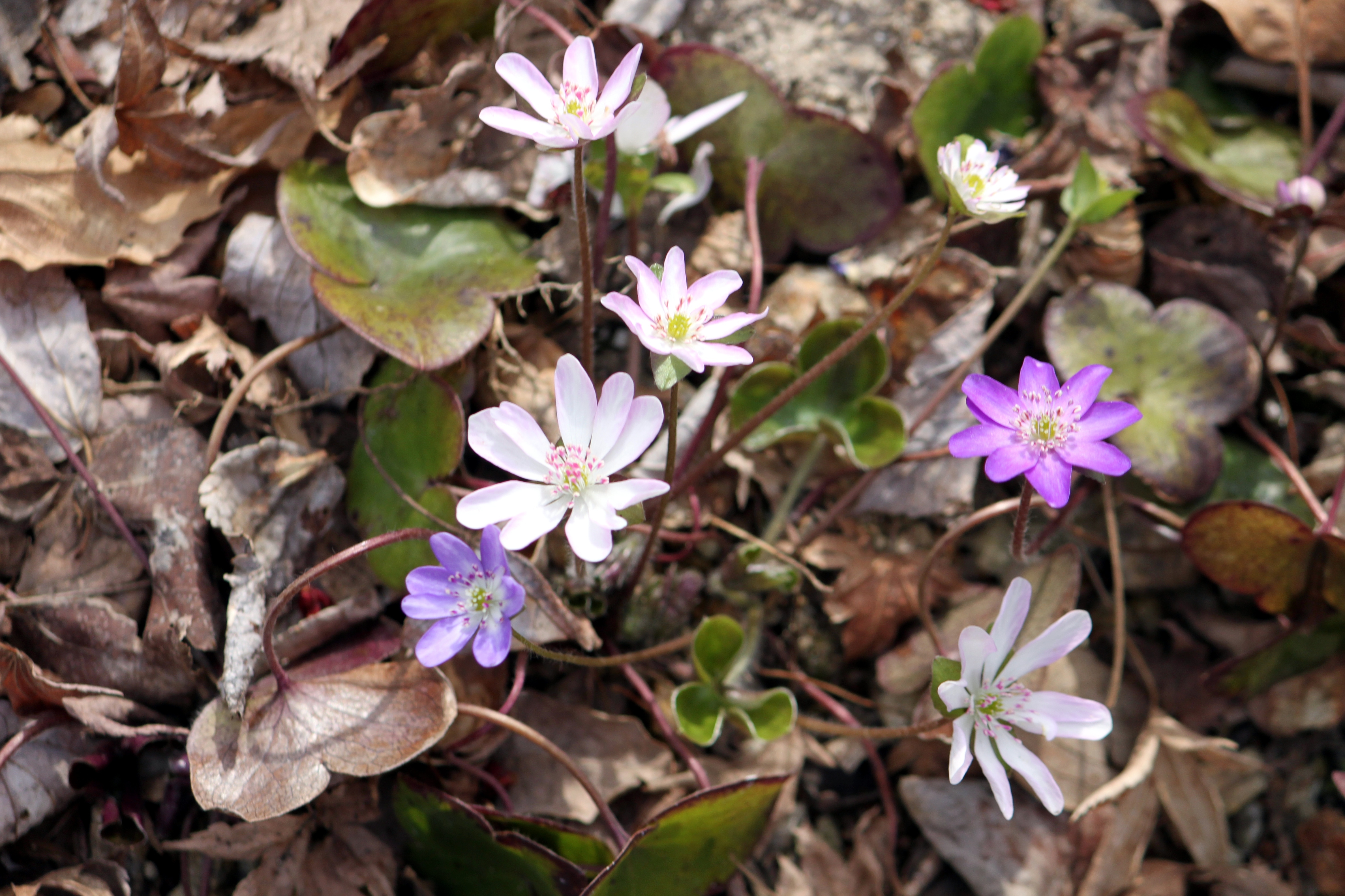 Hepatica pubescens